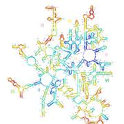 E coli LSU Fine Grained Onion 2