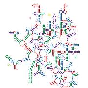 E coli LSU Helices 2