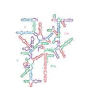 E coli SSU Helices 2