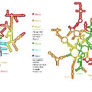 E coli evolutionary phases