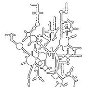 T themophilus LSU Contour Line