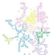 T thermophilus LSU Domains 1