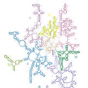 T thermophilus LSU Domains 2