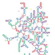 T thermophilus LSU Helices 1