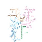 T thermophilus SSU Domains 1