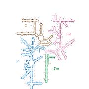 T thermophilus SSU Domains 2