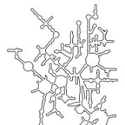 chloro-C reinhardtii LSU Contour Line