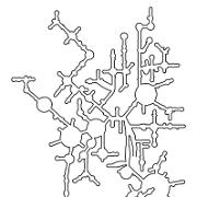 chloro-S oleracea LSU Contour Line